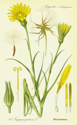 Salsifis des prés fleurs sauvages jaunes